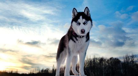 La criptovaluta HUSKYX sale del 34.368% in due giorni