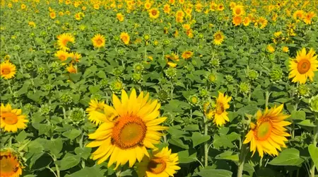 Un video mostra come le piante "respirano" da vicino