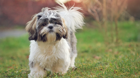 Il meme di criptovaluta Shih Tzu è aumentato di prezzo dell'847 800% in pochi minuti