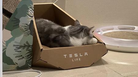 Sembra che Tesla abbia rubato il progetto di un lettino per gatti "in stile Cybertruck" a un'azienda taiwanese
