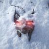 Medaglione della lince sul poster