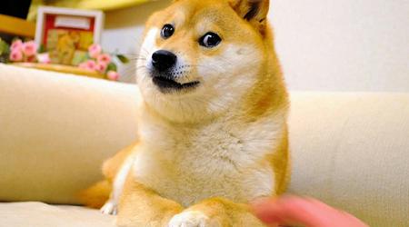 Kabosu, il cane del meme Doge, è morto nel suo 18° anno di vita