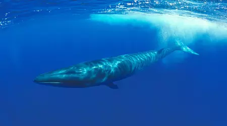 Il Giappone autorizza la caccia ai pesci in via di estinzione