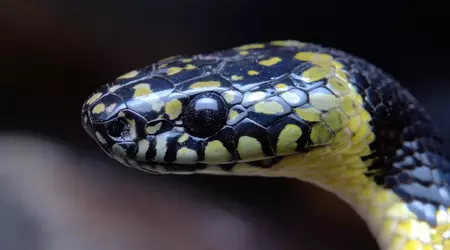 Scienziati filmano il raro serpente lupo in Tibet