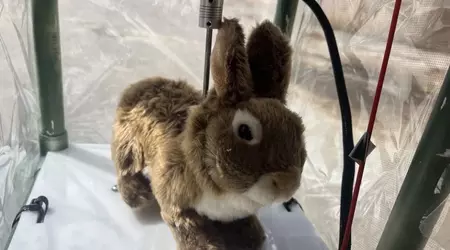 Conigli robotici contro i pitoni: un esperimento insolito in Florida