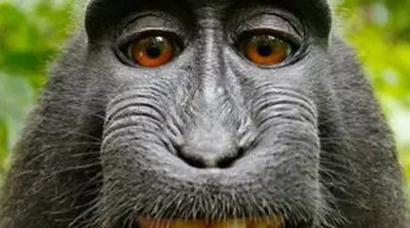 Gli scienziati hanno restituito la vista a una scimmia utilizzando cellule staminali umane