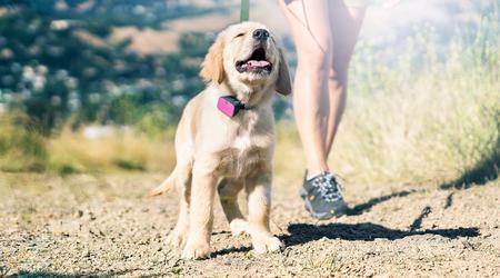 Recensione dei migliori localizzatori GPS per cani 2025