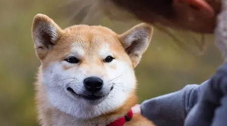 Binance sta regalando 45.000 Shiba Inu a nuovi utenti gratuitamente