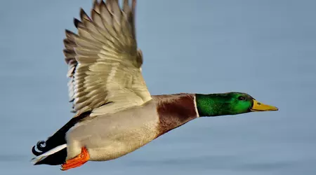 Non questa volta: autorevoli insider smentiscono la voce di un accordo tra Microsoft e Valve