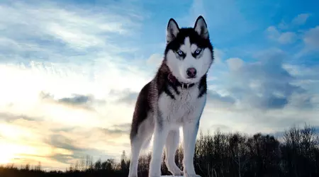 La criptovaluta HUSKYX sale del 34.368% in due giorni