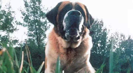 Netflix ha in programma una rivisitazione del romanzo Cujo di King su un cane terribile