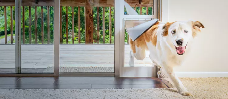 Migliore Porta Automatica per Cani