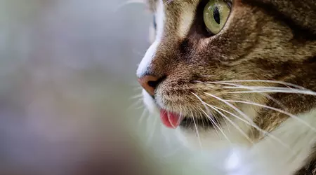 L'occhio del gatto ha aiutato gli scienziati coreani a creare un'esclusiva telecamera per la visione notturna