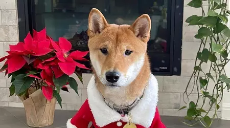 Il prezzo di Santa Floki è salito alle stelle del 18 610% dopo la pubblicazione di Elon Musk