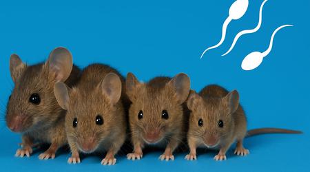 Topi senza madre: gli scienziati hanno creato topi sani da due spermatozoi