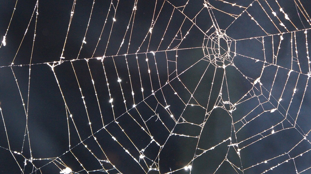 Ottico d'Arte: strutture a ragnatela nella macrofotografia Foto uniche: come appare il mondo attraverso un obiettivo sulla ragnatela