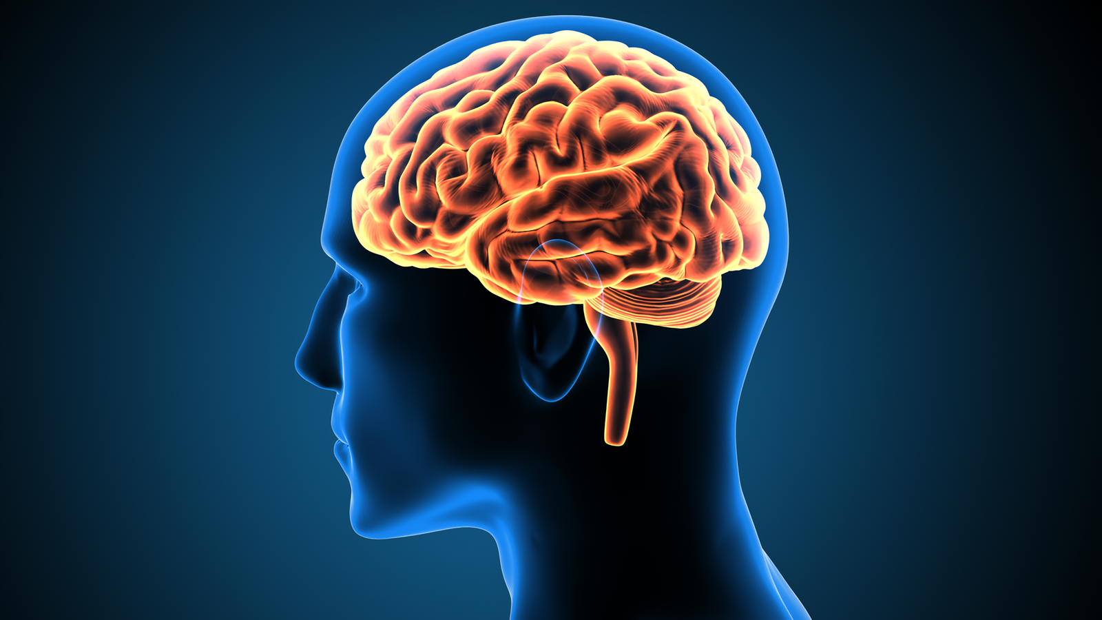 Gli scienziati hanno scoperto come il cervello umano immagazzina i ricordi a lungo termine Gli scienziati hanno scoperto come il cervello umano immagazzina i ricordi a lungo termine
