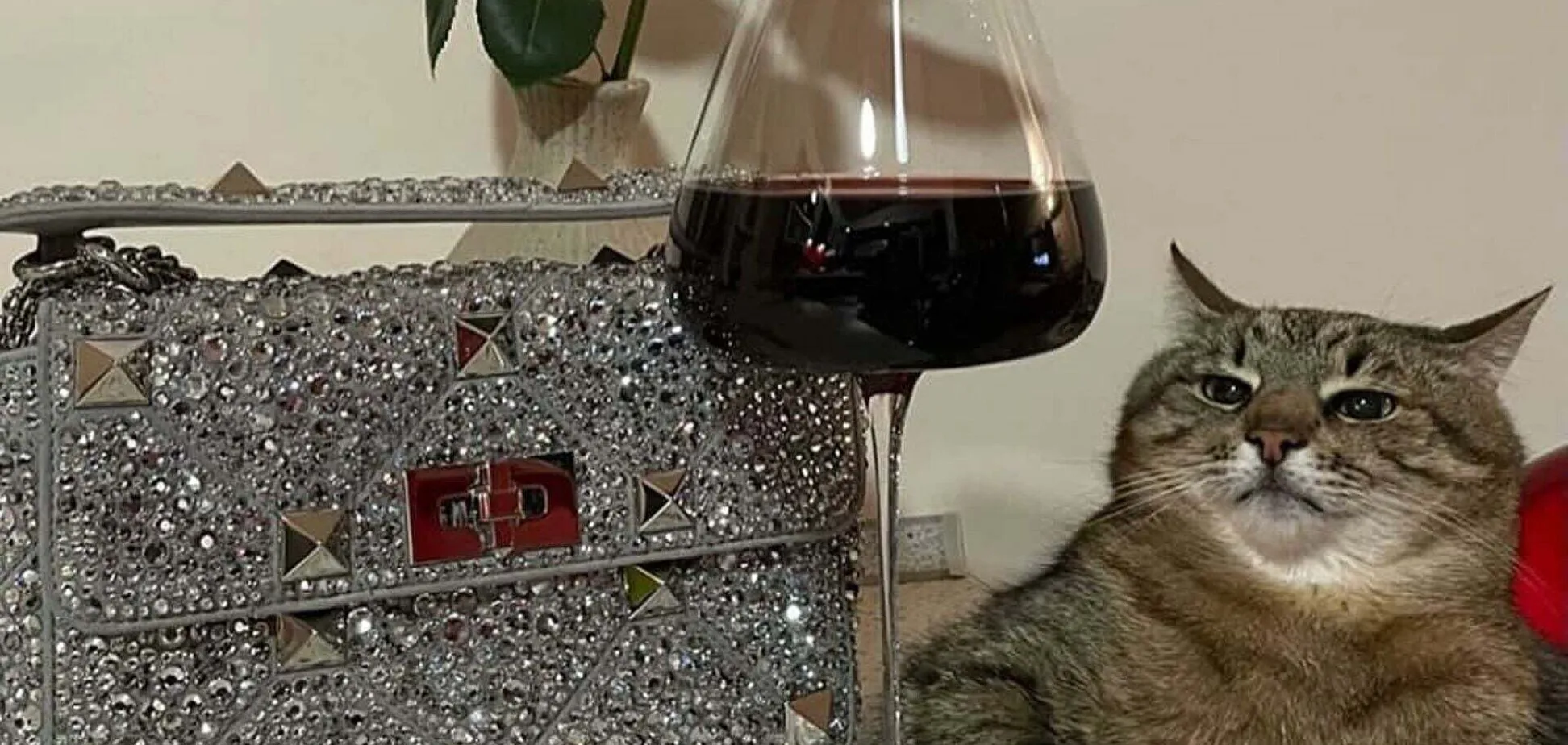 Il gatto di Kharkiv Stepan ha raccolto $ 10.000 in aiuti finanziari per gli animali in Ucraina Il gatto di Kharkiv Stepan ha raccolto $ 10.000 in aiuti finanziari per gli animali in Ucraina