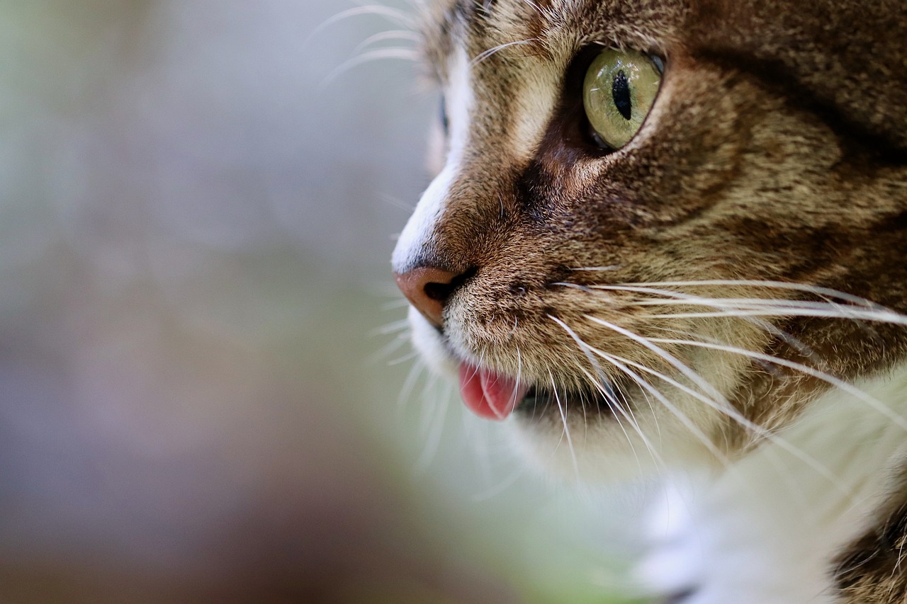 L'occhio del gatto ha aiutato gli scienziati coreani a creare un'esclusiva telecamera per la visione notturna L'occhio del gatto ha aiutato gli scienziati coreani a creare un'esclusiva telecamera per la visione notturna