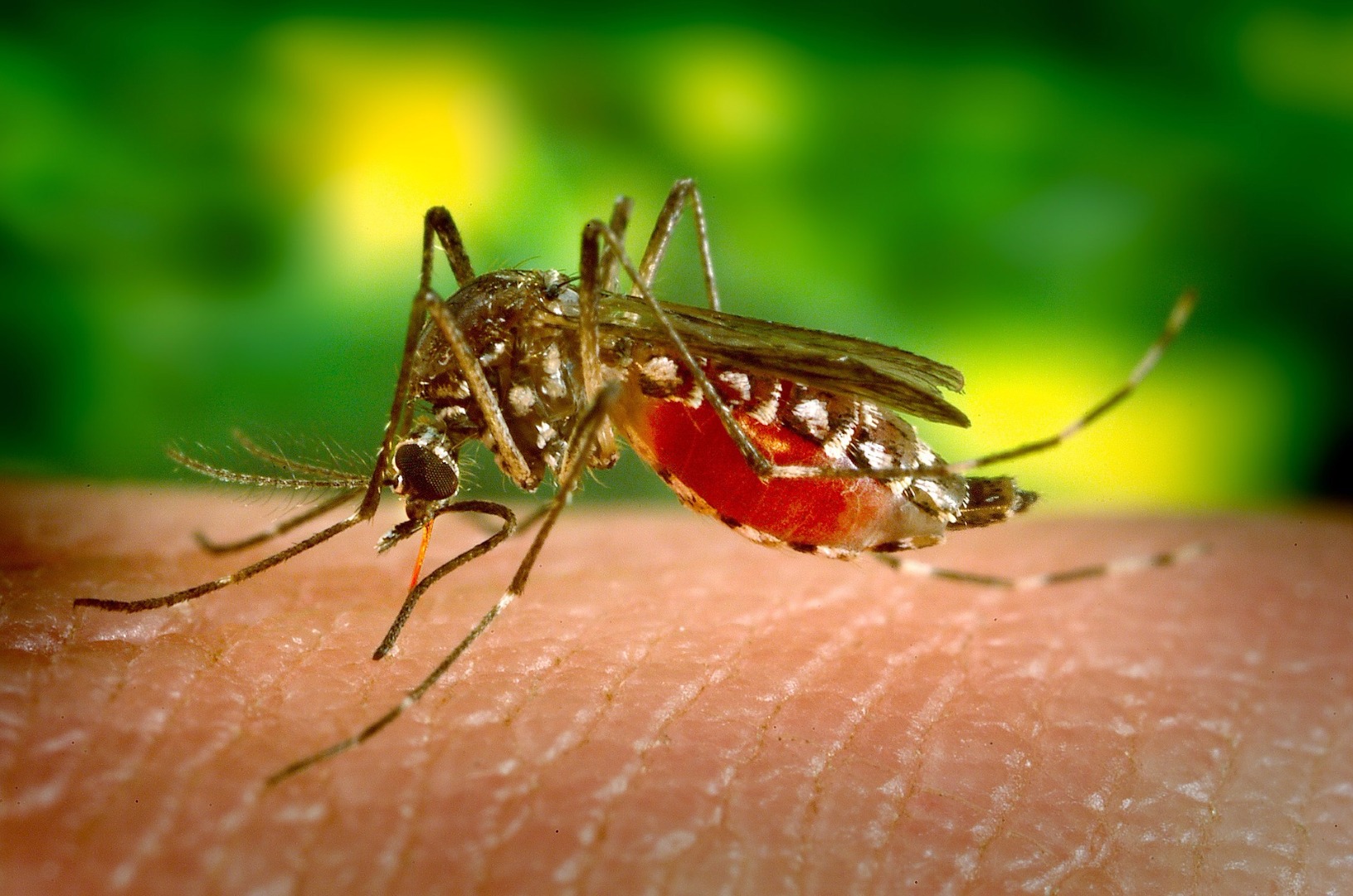 Il virus Zika potrebbe essere un'arma contro il cancro al cervello Il virus Zika potrebbe essere un'arma contro il cancro al cervello