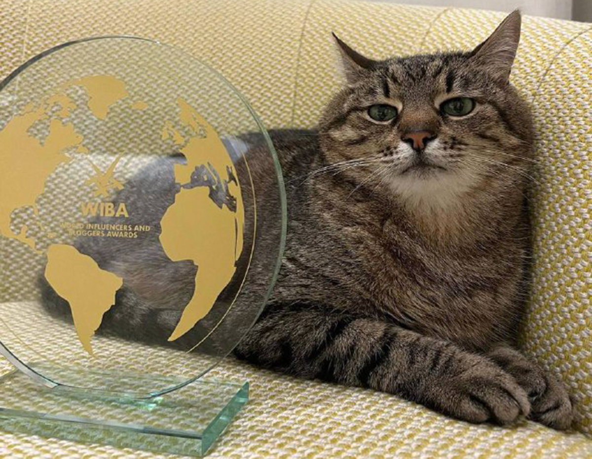 Il gatto di Kharkiv Stepan ha ricevuto un premio internazionale per i blogger a Cannes dopo aver raccolto $ 10.000 per animali ucraini Il gatto di Kharkiv Stepan ha ricevuto un premio internazionale per i blogger a Cannes dopo aver raccolto $ 10.000 per animali ucraini