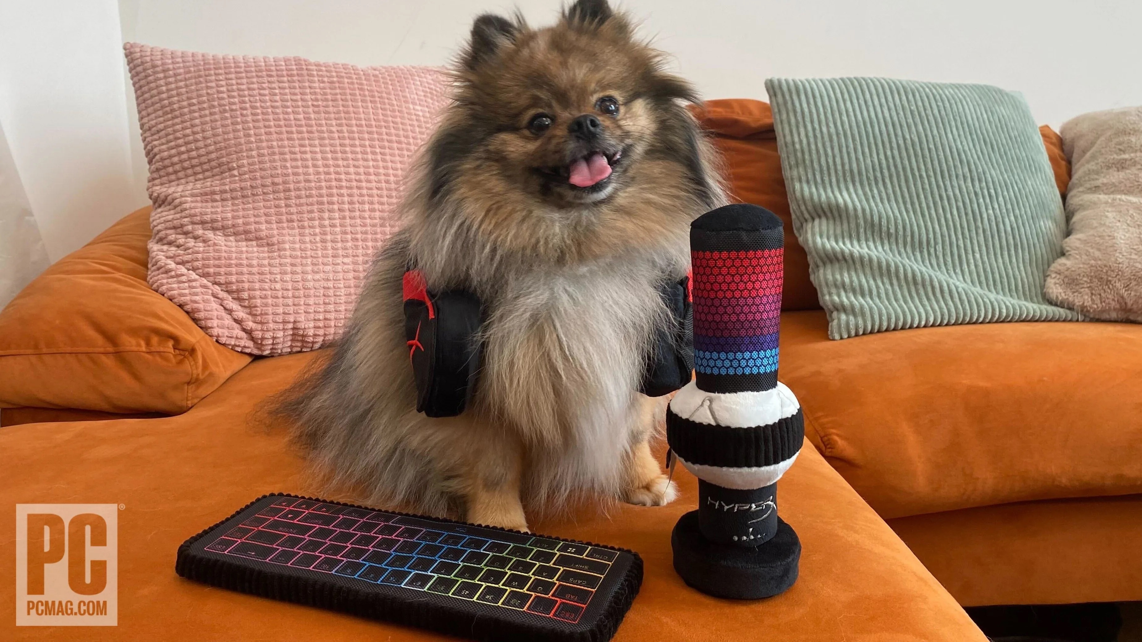 HyperX presenta accessori da gioco... per animali domestici HyperX presenta accessori da gioco... per animali domestici