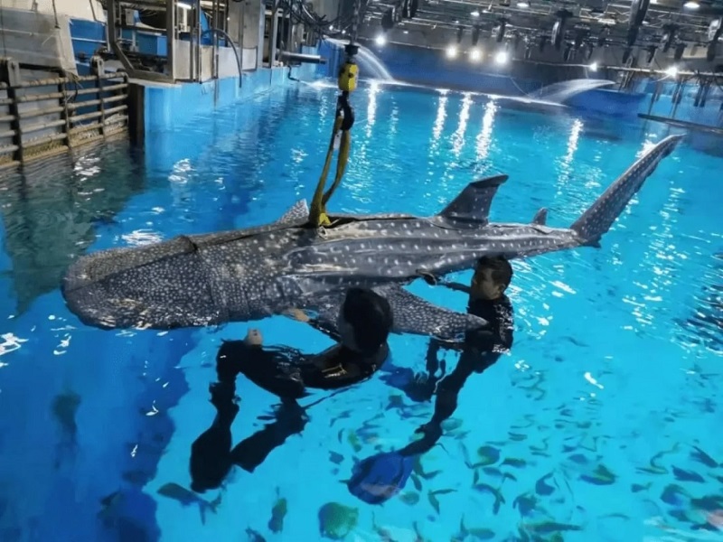 Ridateci i soldi! I visitatori di un oceanario cinese si sono indignati per aver visto uno squalo robotico invece di un gigante marino vivo-2 Ridateci i soldi! I visitatori di un oceanario cinese si sono indignati per aver visto uno squalo robotico invece di un gigante marino vivo-2
