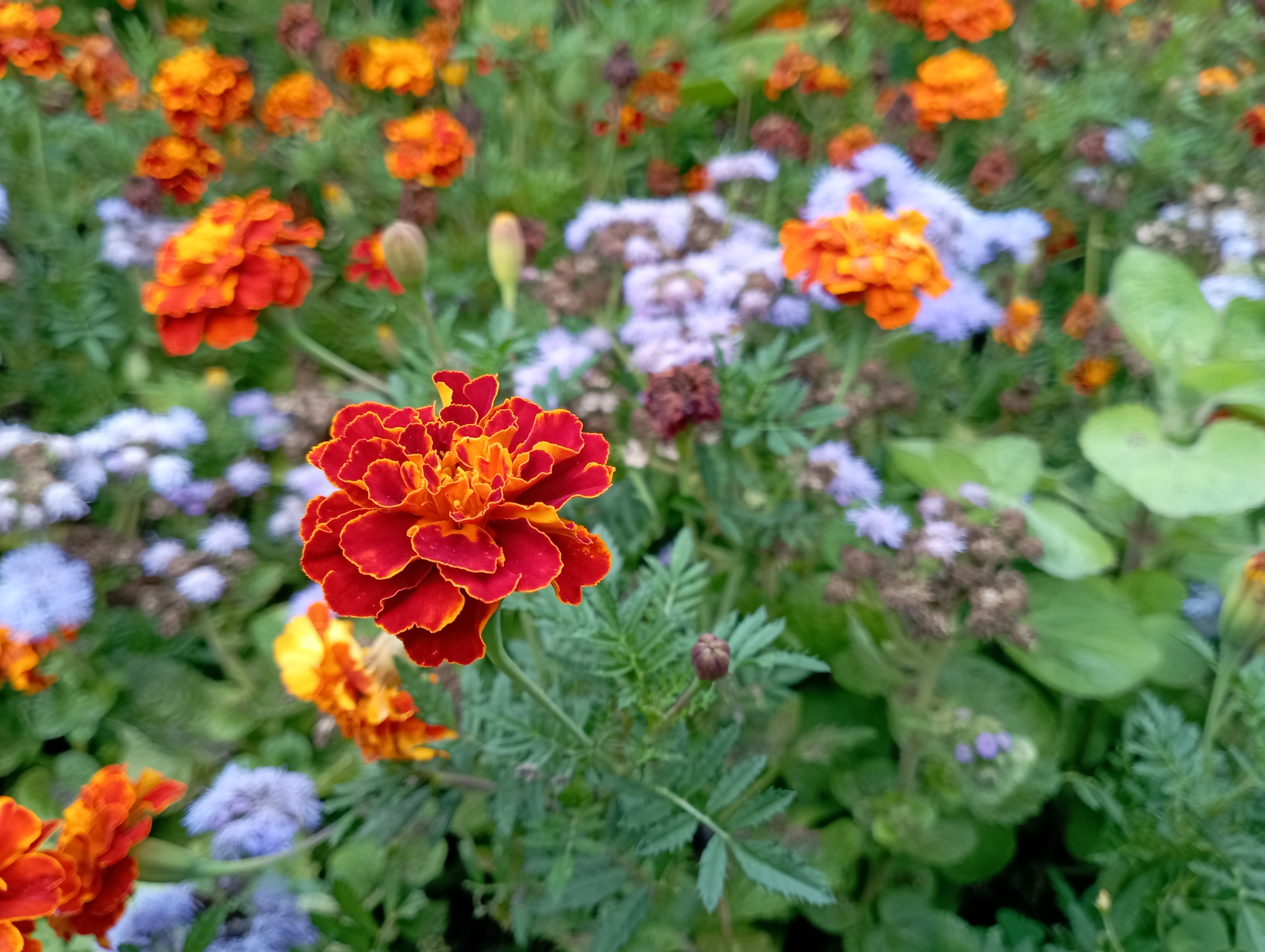 Recensione Xiaomi Redmi 10: il leggendario produttore di budget, ora con una fotocamera da 50 megapixel-188 Recensione Xiaomi Redmi 10: il leggendario produttore di budget, ora con una fotocamera da 50 megapixel-188