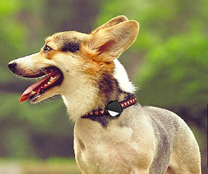 Recensione del dispositivo collare di localizzazione in tempo reale PetFon Pet GPS