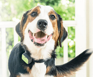 Whistle GO Explore: la recensione definitiva per la salute e il localizzatore di posizione per animali domestici