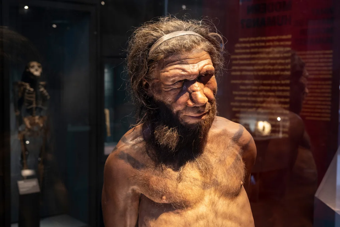 L'intelligenza artificiale ha riportato in vita le molecole antimicrobiche di Neanderthal per combattere i superbatteri L'intelligenza artificiale ha riportato in vita le molecole antimicrobiche di Neanderthal per combattere i superbatteri