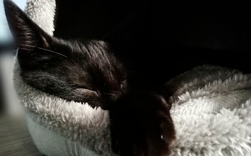 La storia di Stray: come un gatto di una cybercittà è diventato la scoperta dell'anno e ha influenzato l'industria dei videogiochi-78 La storia di Stray: come un gatto di una cybercittà è diventato la scoperta dell'anno e ha influenzato l'industria dei videogiochi-78