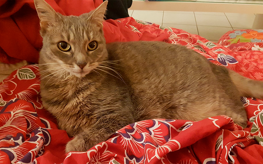 La storia di Stray: come un gatto di una cybercittà è diventato la scoperta dell'anno e ha influenzato l'industria dei videogiochi-77 La storia di Stray: come un gatto di una cybercittà è diventato la scoperta dell'anno e ha influenzato l'industria dei videogiochi-77