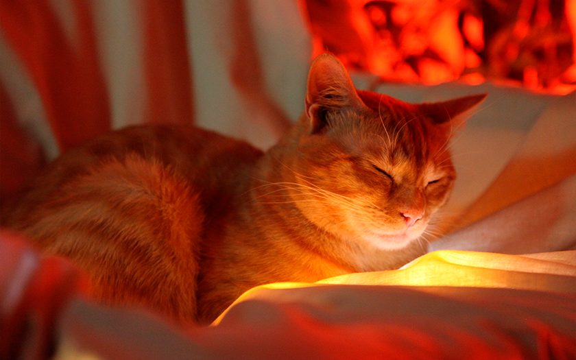 La storia di Stray: come un gatto di una cybercittà è diventato la scoperta dell'anno e ha influenzato l'industria dei videogiochi-73 La storia di Stray: come un gatto di una cybercittà è diventato la scoperta dell'anno e ha influenzato l'industria dei videogiochi-73