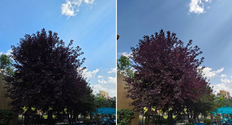 Scatto di un albero, realizzato con Galaxy S25 Ultra e Xiaomi 17 Pro Max